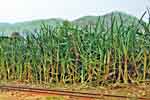 link to Sugar Valley sugar cane image