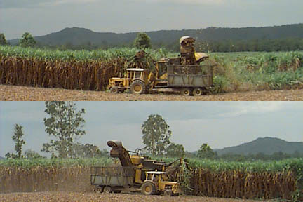 Two views of cane cutting