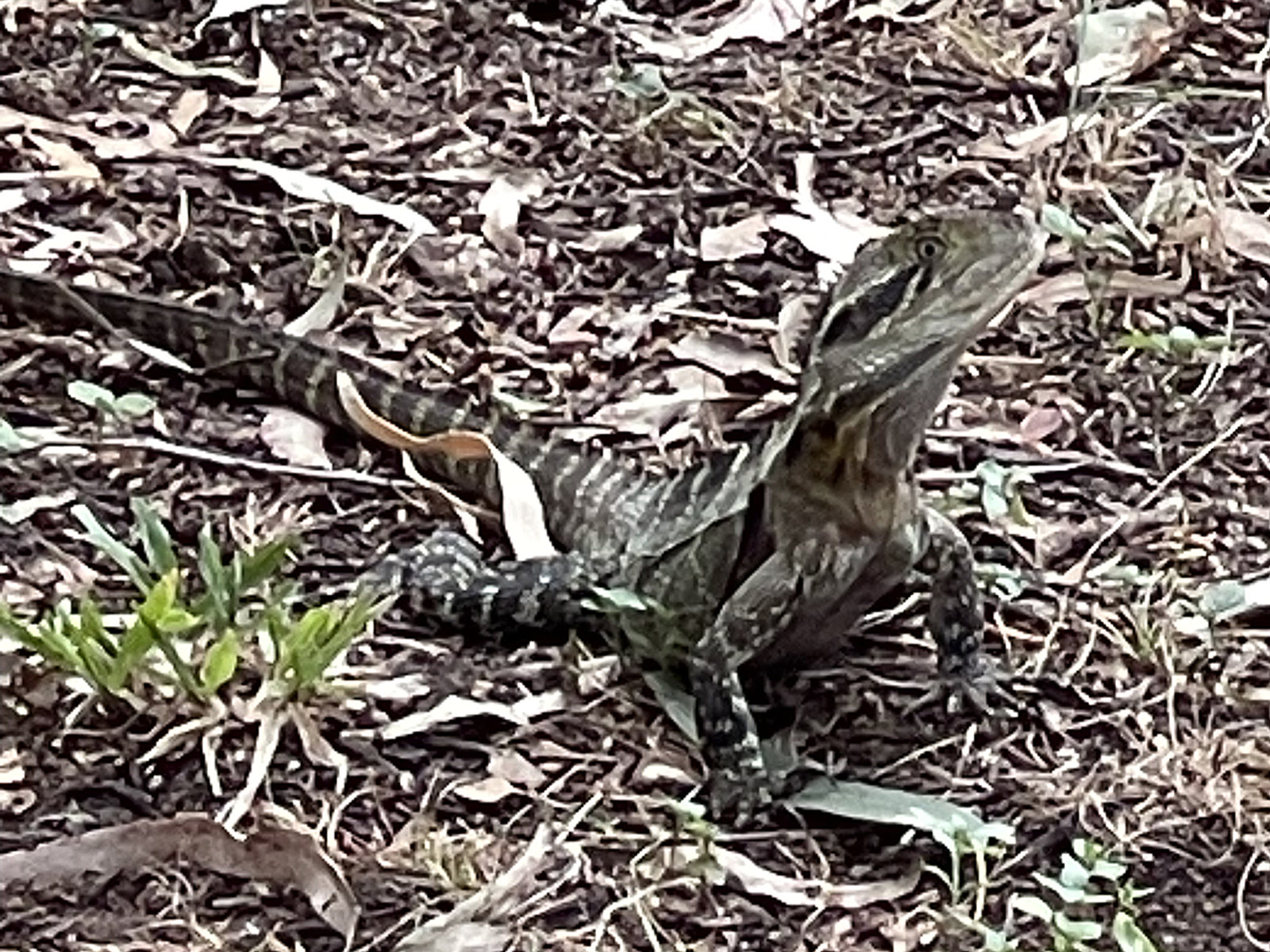 Riverside lizard
